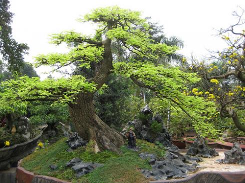 Cây Me bonsai