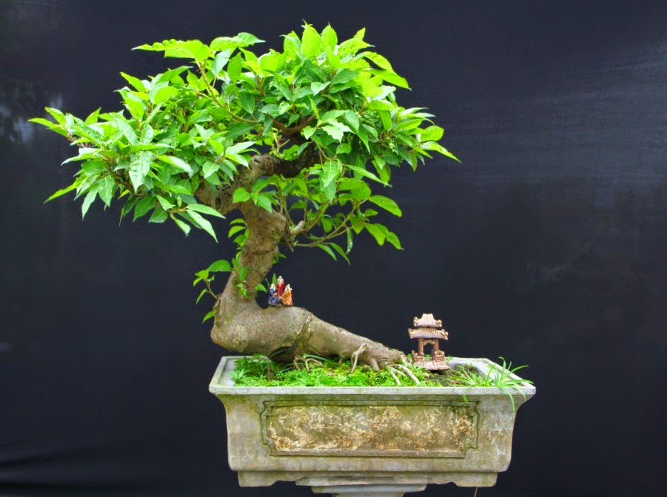 Cây sung bonsai